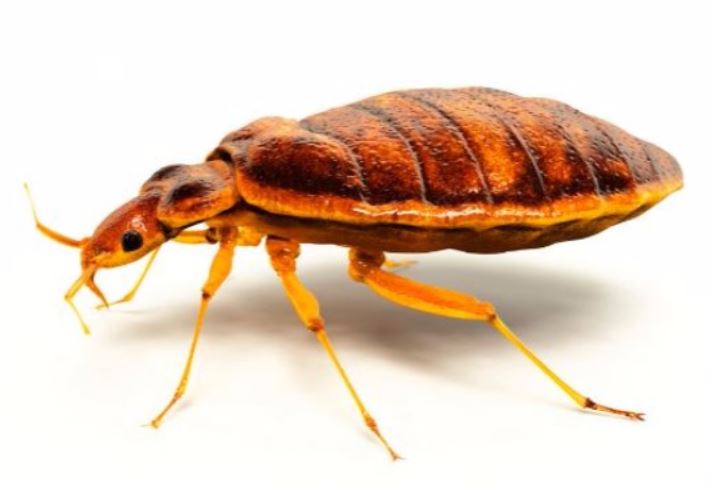 a picture of a bed bug in walnut creek, ca