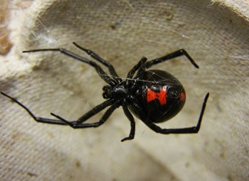 black widow spiders walnut creek ca