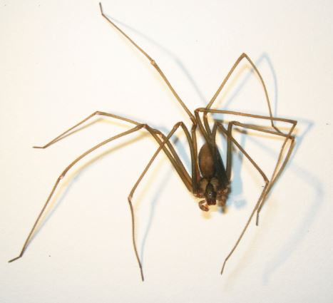 brown spiders exterminator