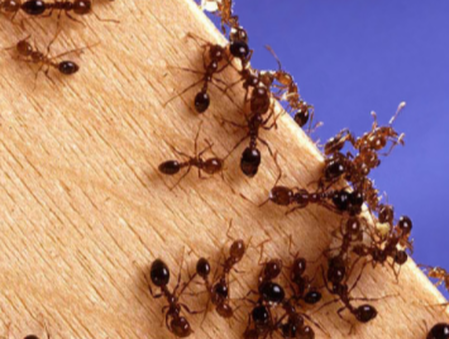 this is an image of ant exterminators near me 