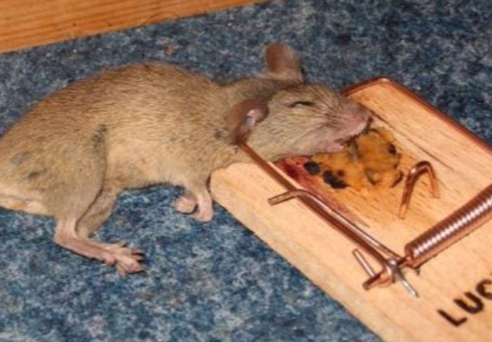 an image of a mouse extermination in berkeley, ca