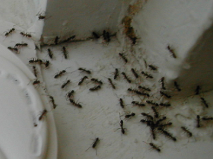 this is an image of pest control near me at pleasant hill, ca