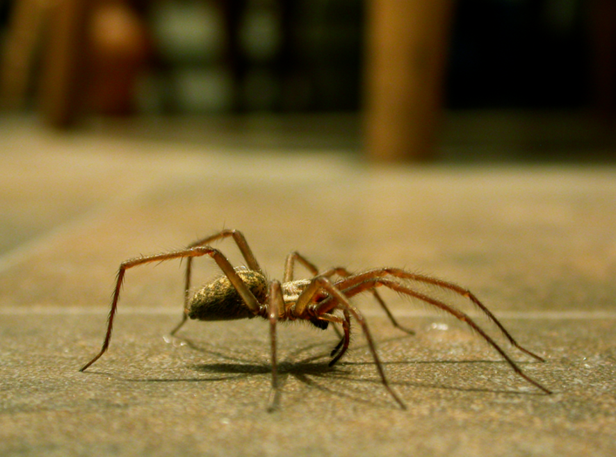 a picture of a spider for pacheco pest control