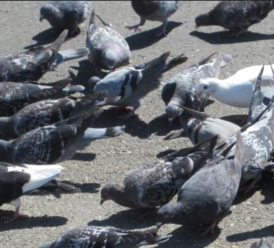 birds pigeons walnut creek