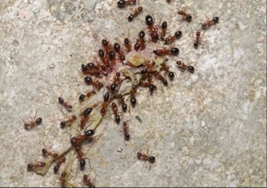 this is an image of antioch ant exterminator