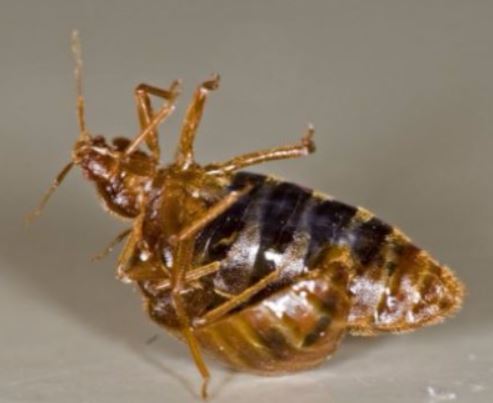 an image of a bed bug fumigation alameda, ca