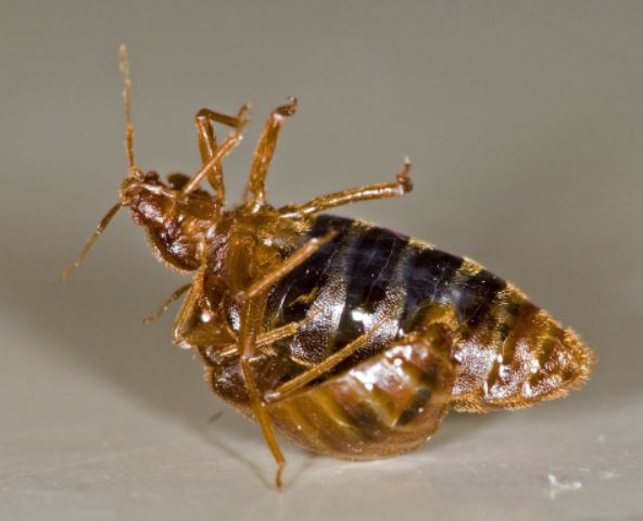 bed-bugs-clayton