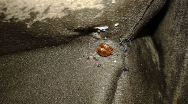 bed bugs pittsburg ca