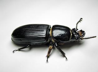 beetle-control-contra-costa