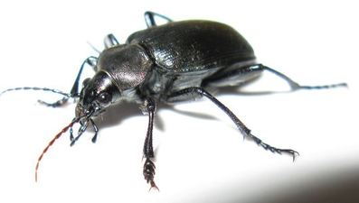 beetle-exterminator-contra-costa