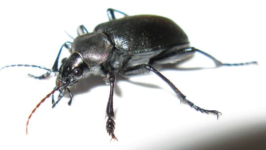 beetle-exterminator-walnut-creek