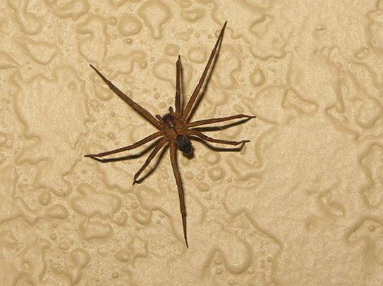 brown recluse spiders control