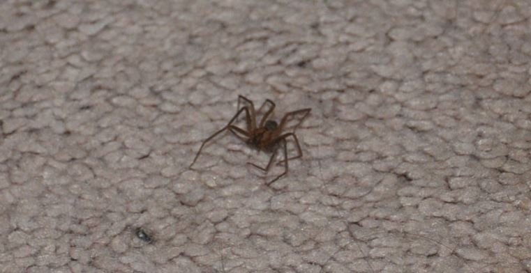 brown spiders control
