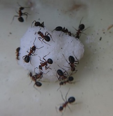 bug control ant exterminator