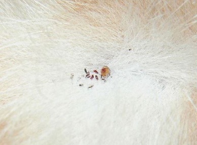 bug control fleas