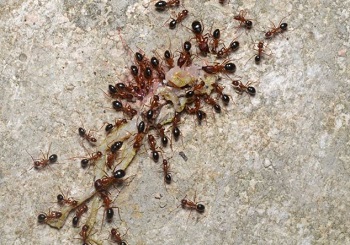 carpenter ants walnut creek ca