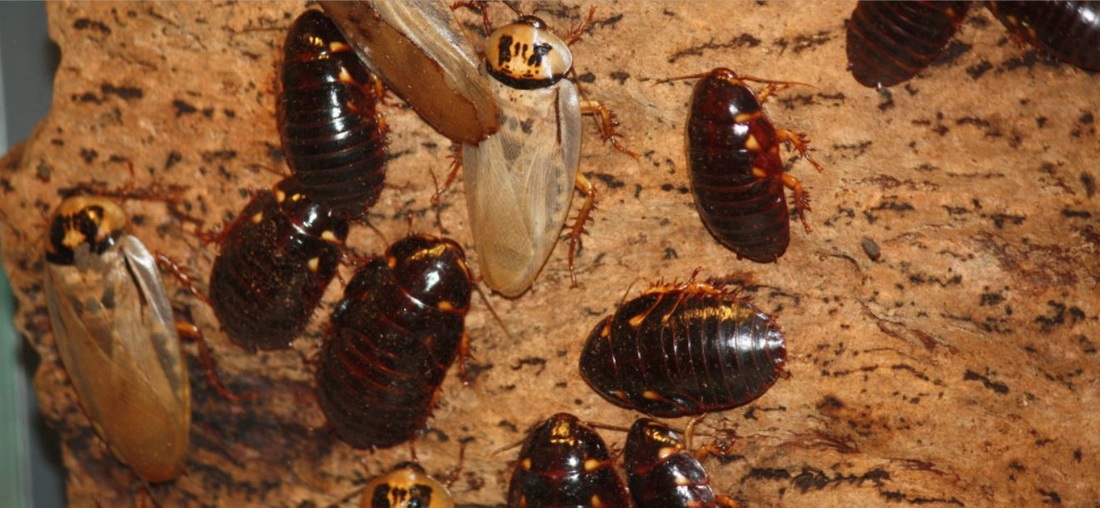 cockroach control martinez california