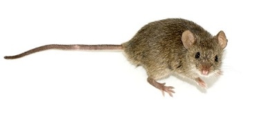 picture of a mouse that needs to be trapped