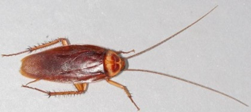 this is an image of roach exterminator in walnut creek, ca