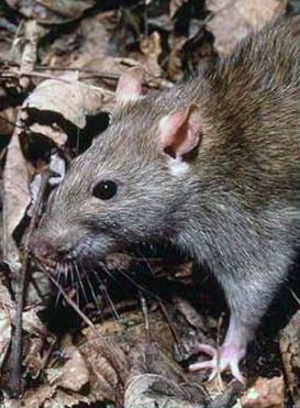 rat control exterminators