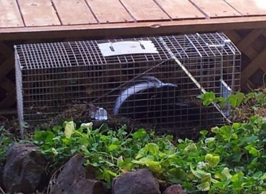 skunk baby removal danville ca