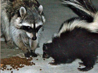 skunk raccoon walnut creek
