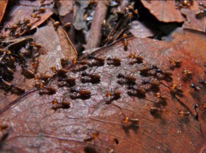 an image of a ant infestation in san pablo, ca