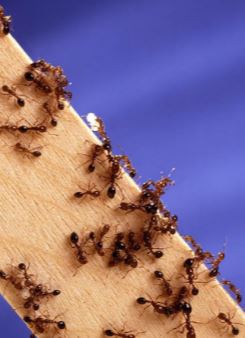 walnut creek ant infestation professionals