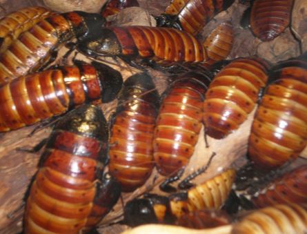 walnut creek cockroach infestation experts